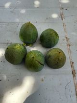 팜모닝 농사, 무엇이든 물어보세요!·참여글 게시글 이미지