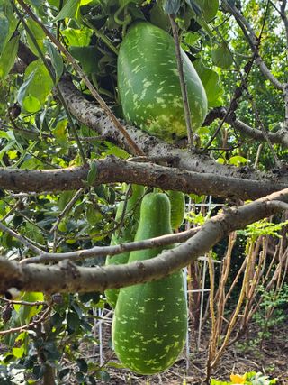 박석연님의 농사, 무엇이든 물어보세요! · 참여글 작성글 사진