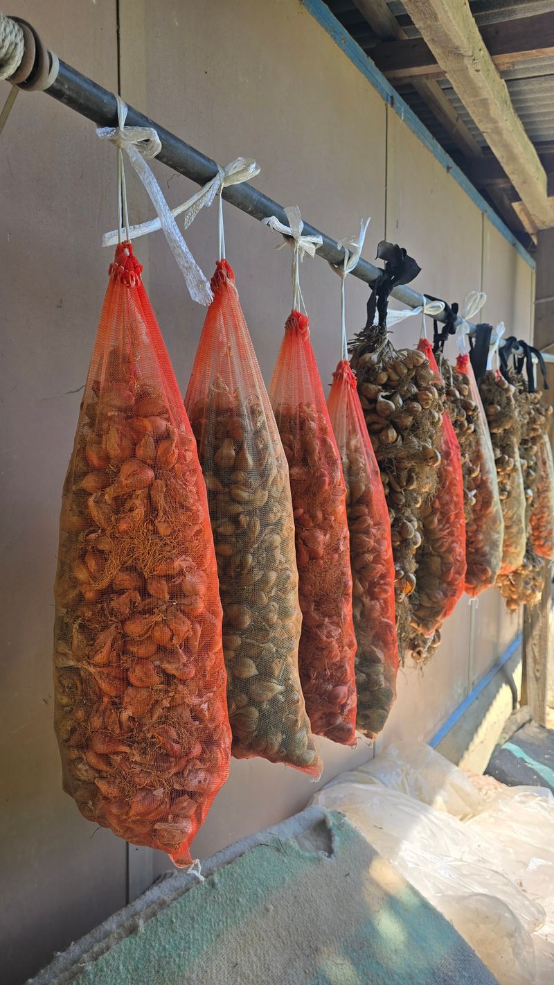 정태권님의 장터 판매 상품 [골파(쪽파) 종구  판매] 첨부 사진