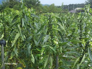 이천산수유3대농부님의 자유주제 · 자유게시판 작성글 사진