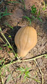 팜모닝 호박·시세정보 게시글 이미지