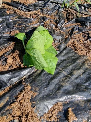 호랑이와인성이님의 자유주제 · 자유게시판 작성글 사진