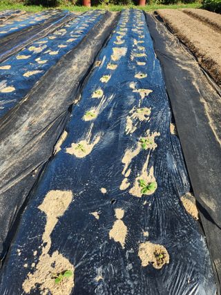 텃밭입문님의 농사, 무엇이든 물어보세요! · 참여글 작성글 사진