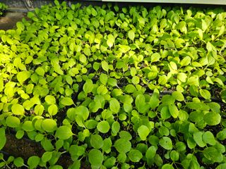 연모 자연의행복님의 자유주제 · 자유게시판 작성글 사진