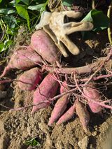 팜모닝 자유주제·자유게시판 게시글 이미지