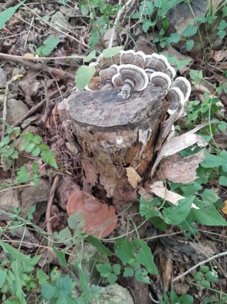 김민수산에서농사중님의 자유주제 · 자유게시판 작성글 사진