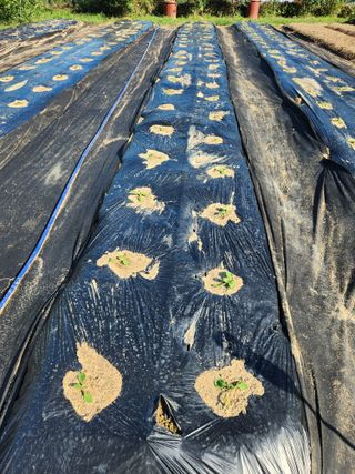 텃밭입문님의 농사, 무엇이든 물어보세요! · 참여글 작성글 사진