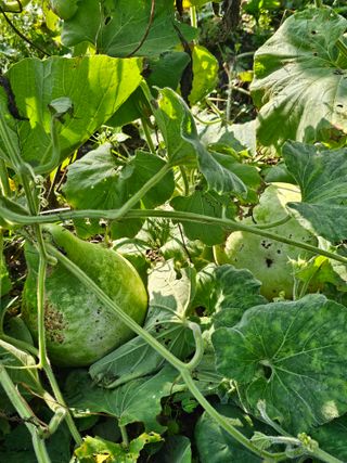 박석연님의 농사, 무엇이든 물어보세요! · 참여글 작성글 사진