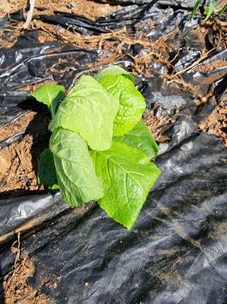 호랑이와인성이님의 자유주제 · 자유게시판 작성글 사진