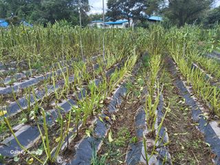 이천산수유3대농부님의 자유주제 · 자유게시판 작성글 사진