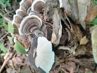 김민수산에서농사중님의 자유주제 · 자유게시판 작성글 사진