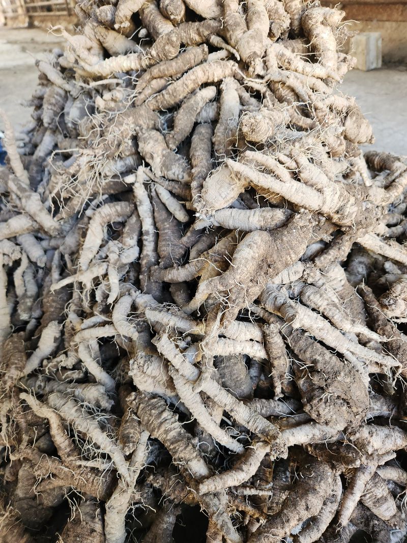 윤미선(농경채인증님의 장터 판매 상품 [더덕 4키로 ] 첨부 사진