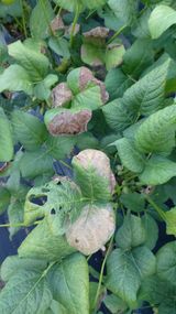 팜모닝 자유주제·자유게시판 게시글 이미지