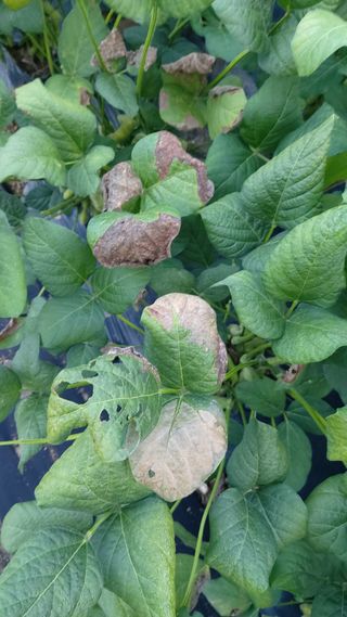 임곡농장김향중님의 자유주제 · 자유게시판 작성글 사진