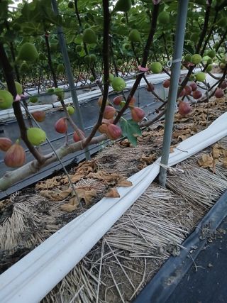 한일석(예닮무화과)님의 자유주제 · 자유게시판 작성글 사진