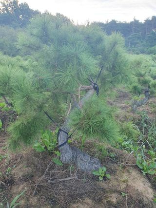 작은소나무님의 자유주제 · 사진전 작성글 사진