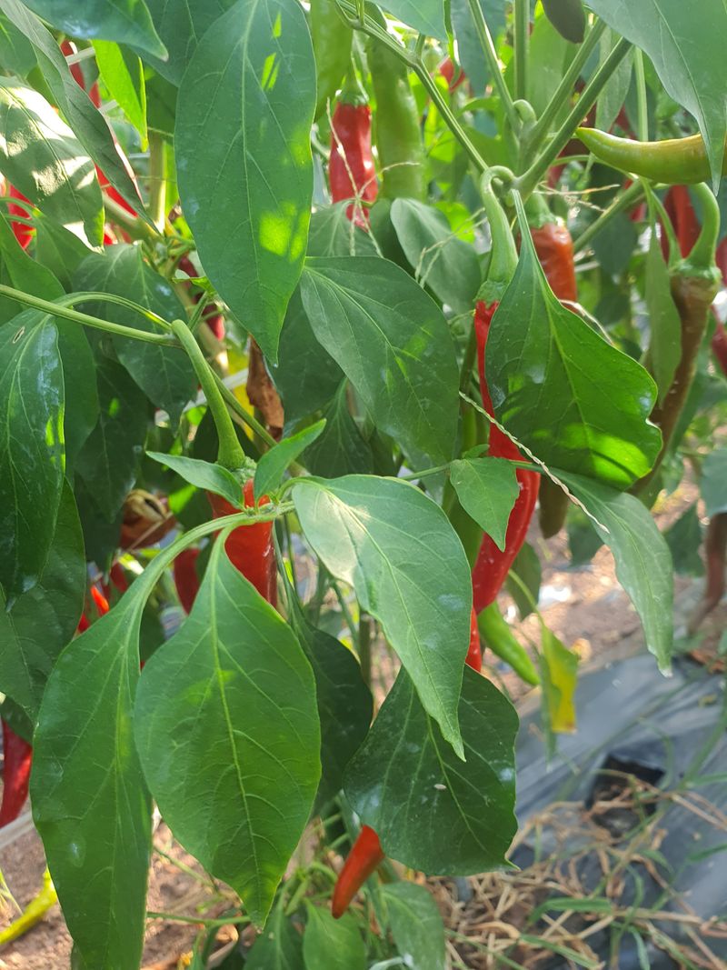 김영복님의 장터 판매 상품 [햇고추] 첨부 사진