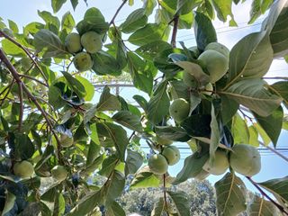 금동이네님의 자유주제 · 자유게시판 작성글 사진