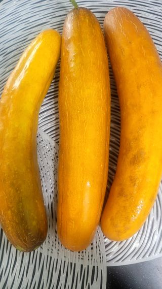 행복농장아다나님의 자유주제 · 자유게시판 작성글 사진