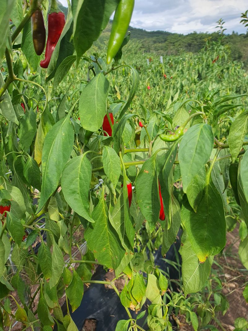 김영복님의 장터 판매 상품 [햇고추] 첨부 사진