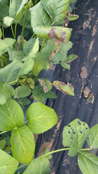 임곡농장김향중님의 자유주제 · 자유게시판 작성글 사진