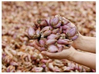 아시아종묘님의 자유주제 · 자유게시판 작성글 사진