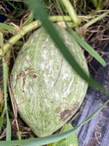 팜모닝 농사, 무엇이든 물어보세요!·참여글 게시글 이미지