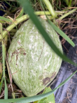 서병수님의 농사, 무엇이든 물어보세요! · 참여글 작성글 사진