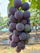 팜모닝 · 게시글 이미지