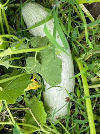 서병수님의 농사, 무엇이든 물어보세요! · 참여글 작성글 사진