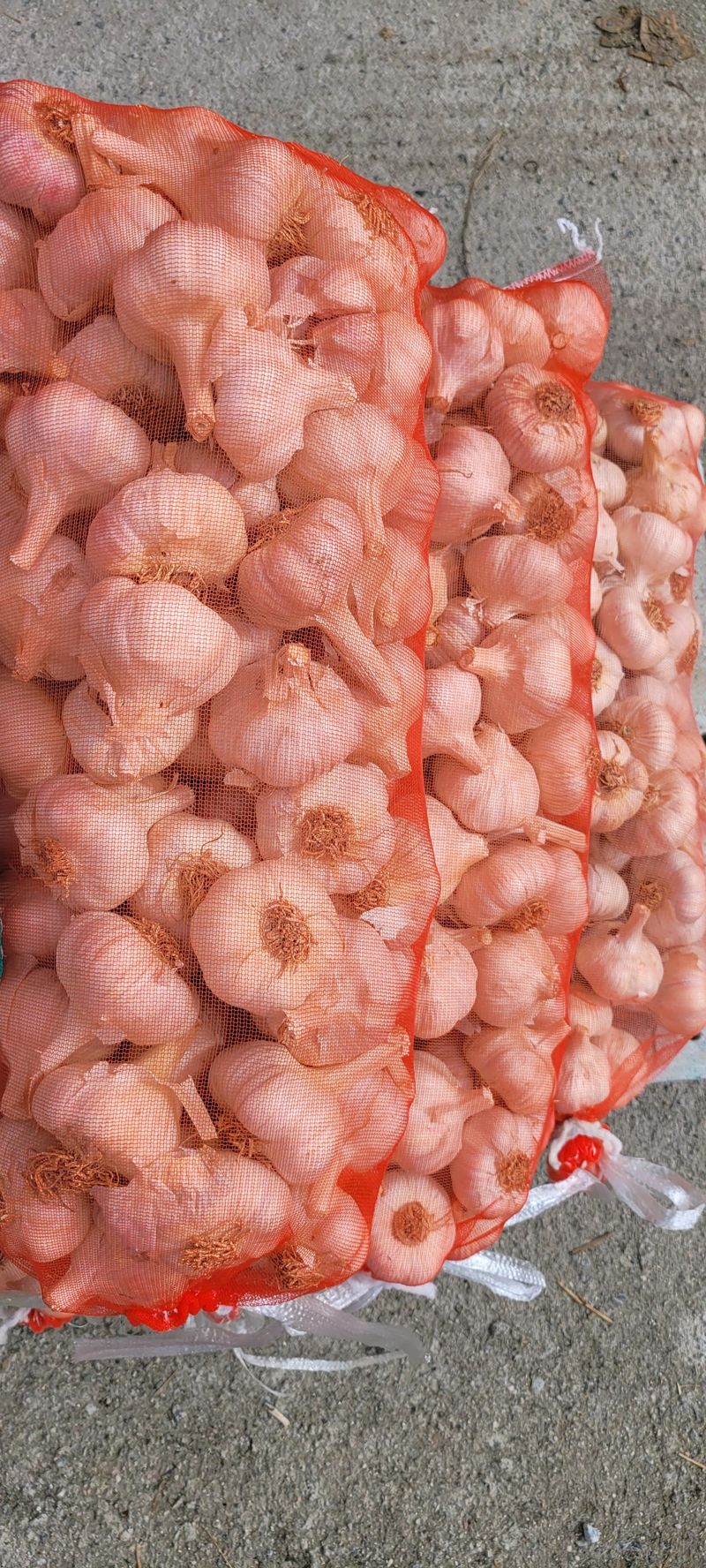 장터 상품 [홍산마늘 한지형마늘  일반마늘  대왕마늘 종자용 식용판매함] 썸네일