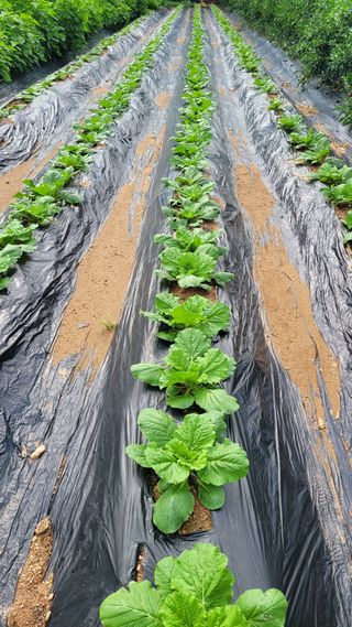 경기고양휘파람농장님의 자유주제 · 자유게시판 작성글 사진