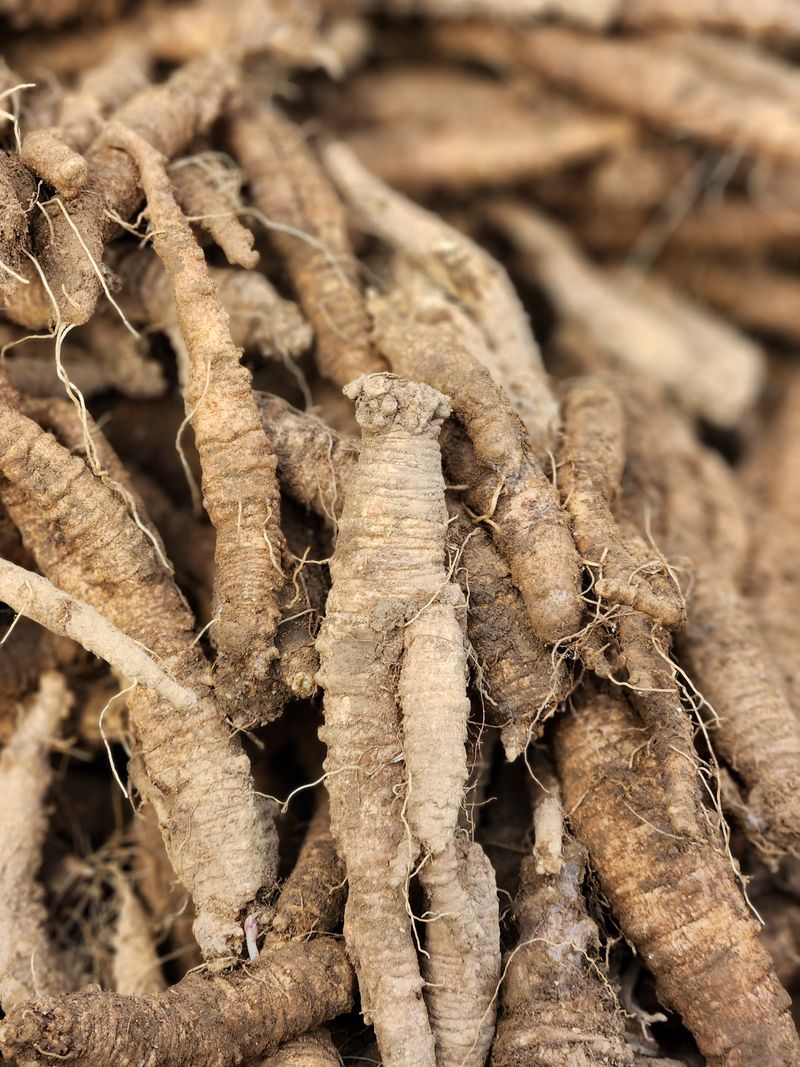 장터 상품 [더덕 4키로 ] 썸네일