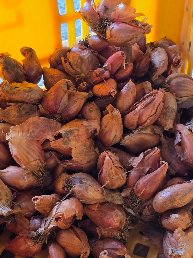 낙엽교목류22209님의 장터 판매 상품 [쪽파 씨 15키로] 첨부 사진