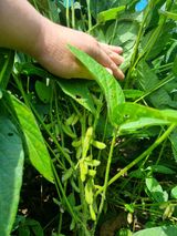 팜모닝 콩·자유게시판 게시글 이미지