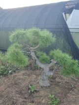 팜모닝 자유주제·사진전 게시글 이미지