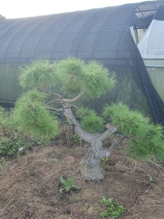 작은소나무님의 자유주제 · 사진전 작성글 사진