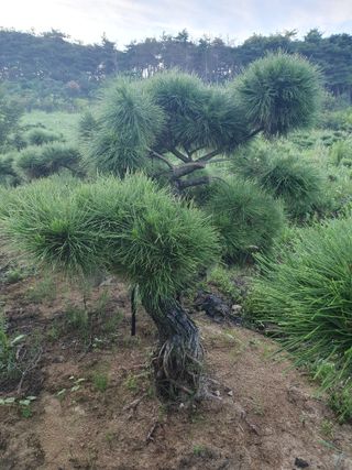 작은소나무님의 자유주제 · 사진전 작성글 사진