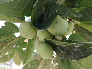 금동이네님의 자유주제 · 자유게시판 작성글 사진