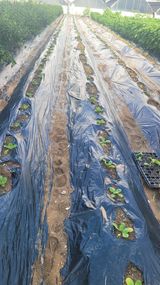 팜모닝 자유주제·자유게시판 게시글 이미지