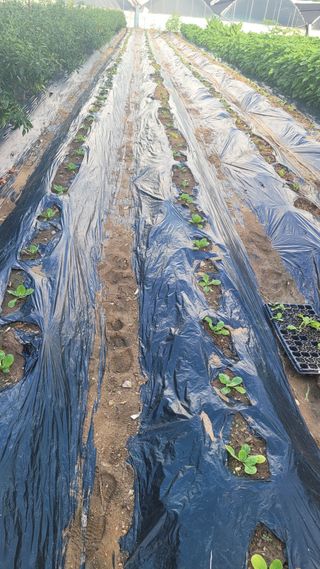 경기고양휘파람농장님의 자유주제 · 자유게시판 작성글 사진