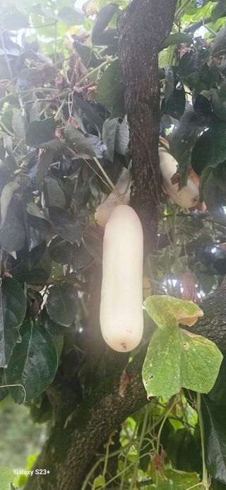 최갑수 님의 자유주제 · 자유게시판 작성글 사진