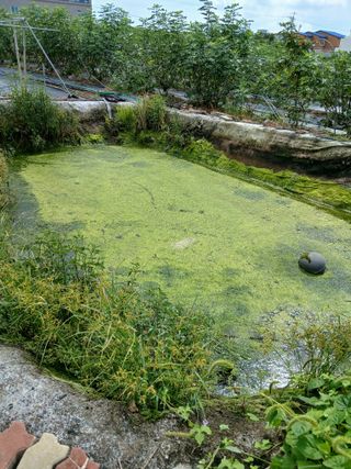 한일석(예닮무화과)님의 자유주제 · 자유게시판 작성글 사진