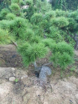 작은소나무님의 자유주제 · 사진전 작성글 사진