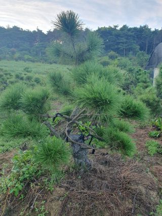 작은소나무님의 자유주제 · 사진전 작성글 사진