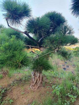 작은소나무님의 자유주제 · 사진전 작성글 사진