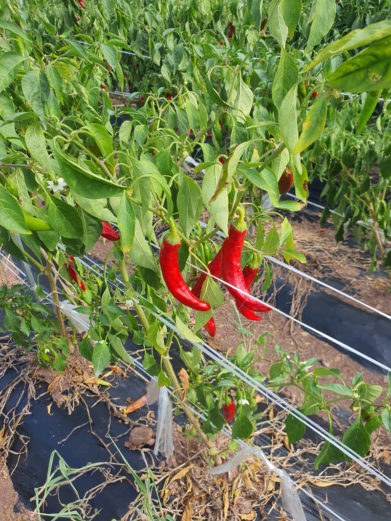 장터 상품 [햇고추] 썸네일