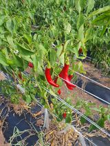 팜모닝 · 게시글 이미지