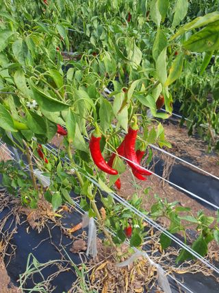 김영복님의 작성글 사진