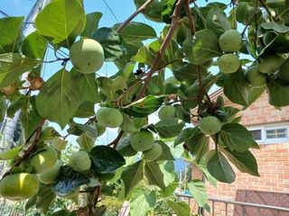 금동이네님의 자유주제 · 자유게시판 작성글 사진
